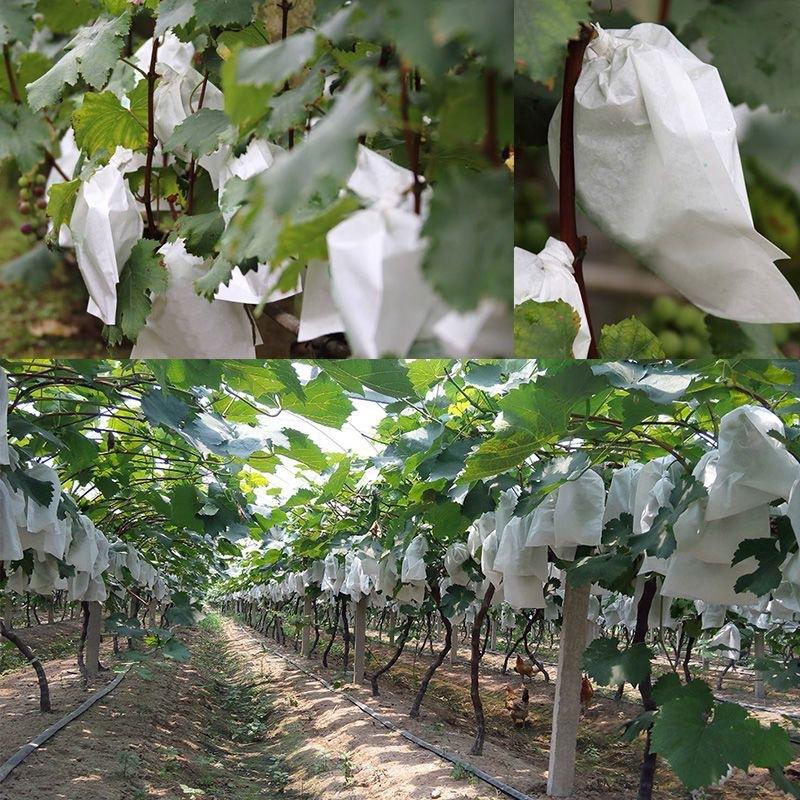 50Pcs 포도용 정원 과일 보호 가방 곤충 해충 방지 - Grow Bags 리뷰 및 가격
