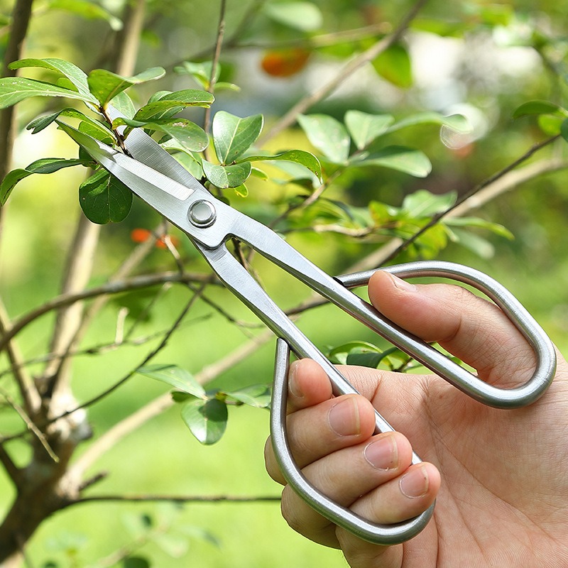 부드러운 잎 가위 분재 도구 가지 가위 연장형 스테인리 - Bonsai Tool Set 리뷰 및 가격